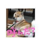 柴犬ももたろうスタンプvol.2（個別スタンプ：16）