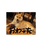 柴犬ももたろうスタンプvol.2（個別スタンプ：17）