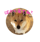 柴犬ももたろうスタンプvol.2（個別スタンプ：19）