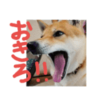 柴犬ももたろうスタンプvol.2（個別スタンプ：20）