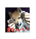 柴犬ももたろうスタンプvol.2（個別スタンプ：21）