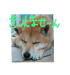 柴犬ももたろうスタンプvol.2（個別スタンプ：23）