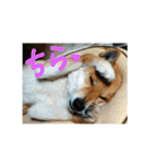 柴犬ももたろうスタンプvol.2（個別スタンプ：24）