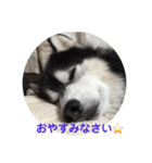 シベリアンハスキーのテリー（個別スタンプ：2）