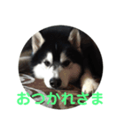 シベリアンハスキーのテリー（個別スタンプ：4）