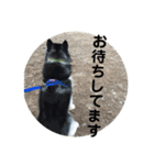 シベリアンハスキーのテリー（個別スタンプ：5）