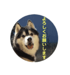 シベリアンハスキーのテリー（個別スタンプ：6）