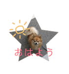 ポメチワミックス犬スタンプ（個別スタンプ：1）