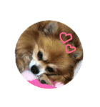 ポメチワミックス犬スタンプ（個別スタンプ：2）