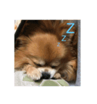 ポメチワミックス犬スタンプ（個別スタンプ：3）