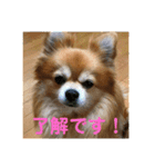 ポメチワミックス犬スタンプ（個別スタンプ：5）