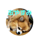 ポメチワミックス犬スタンプ（個別スタンプ：6）