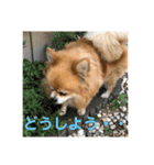 ポメチワミックス犬スタンプ（個別スタンプ：8）