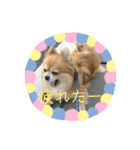ポメチワミックス犬スタンプ（個別スタンプ：9）
