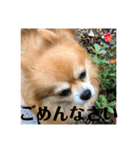 ポメチワミックス犬スタンプ（個別スタンプ：10）