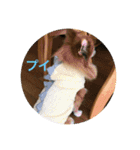 ポメチワミックス犬スタンプ（個別スタンプ：11）