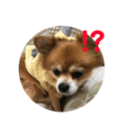 ポメチワミックス犬スタンプ（個別スタンプ：13）