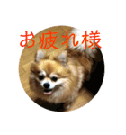 ポメチワミックス犬スタンプ（個別スタンプ：14）