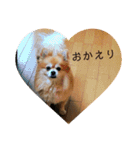 ポメチワミックス犬スタンプ（個別スタンプ：15）