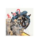 みんなのにゃんこ（個別スタンプ：1）