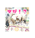 みんなのにゃんこ（個別スタンプ：7）