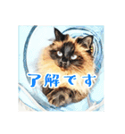 みんなのにゃんこ（個別スタンプ：11）