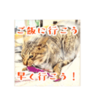 みんなのにゃんこ（個別スタンプ：13）