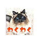 みんなのにゃんこ（個別スタンプ：14）