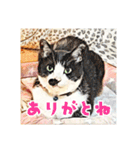 みんなのにゃんこ（個別スタンプ：17）