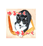 みんなのにゃんこ（個別スタンプ：20）