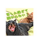 みんなのにゃんこ（個別スタンプ：21）