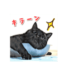 みんなのにゃんこ（個別スタンプ：22）