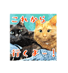みんなのにゃんこ（個別スタンプ：25）