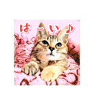 みんなのにゃんこ（個別スタンプ：26）