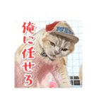 みんなのにゃんこ（個別スタンプ：31）