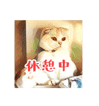 みんなのにゃんこ（個別スタンプ：34）