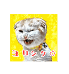 みんなのにゃんこ（個別スタンプ：35）
