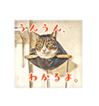 みんなのにゃんこ（個別スタンプ：37）