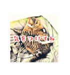 みんなのにゃんこ（個別スタンプ：39）