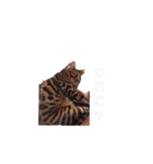 RIOfam（個別スタンプ：15）