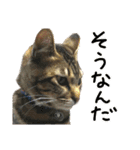 平井んちの猫（個別スタンプ：3）