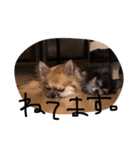 ひなくる（個別スタンプ：8）