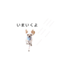 こはしんさんGO！（個別スタンプ：11）