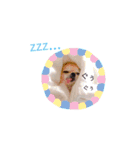 こはしんさんGO！（個別スタンプ：13）
