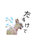 こはしんさんGO！（個別スタンプ：38）
