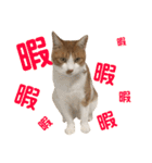 我が家の猫、ぽんち隊長！！（個別スタンプ：4）