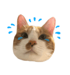 我が家の猫、ぽんち隊長！！（個別スタンプ：7）
