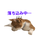 我が家の猫、ぽんち隊長！！（個別スタンプ：8）
