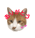 我が家の猫、ぽんち隊長！！（個別スタンプ：9）