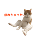 我が家の猫、ぽんち隊長！！（個別スタンプ：10）
